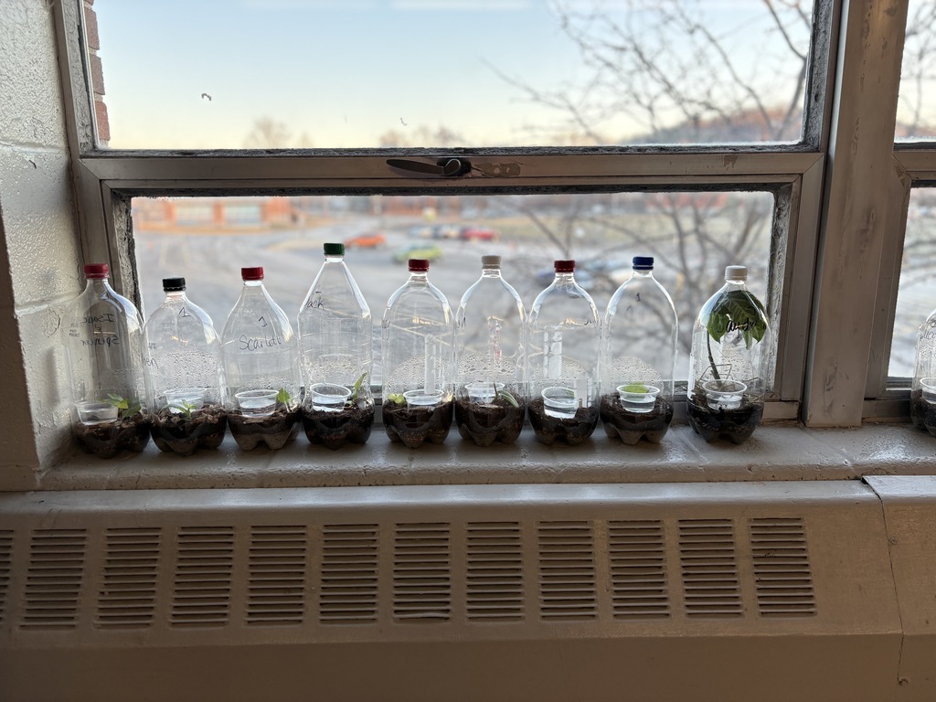 Students building sealed terrariums to model the water cycle.