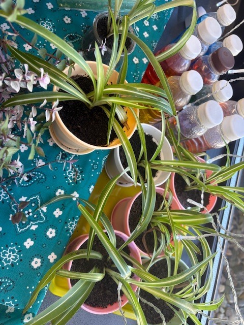 A desk full of plants in various colored pots.