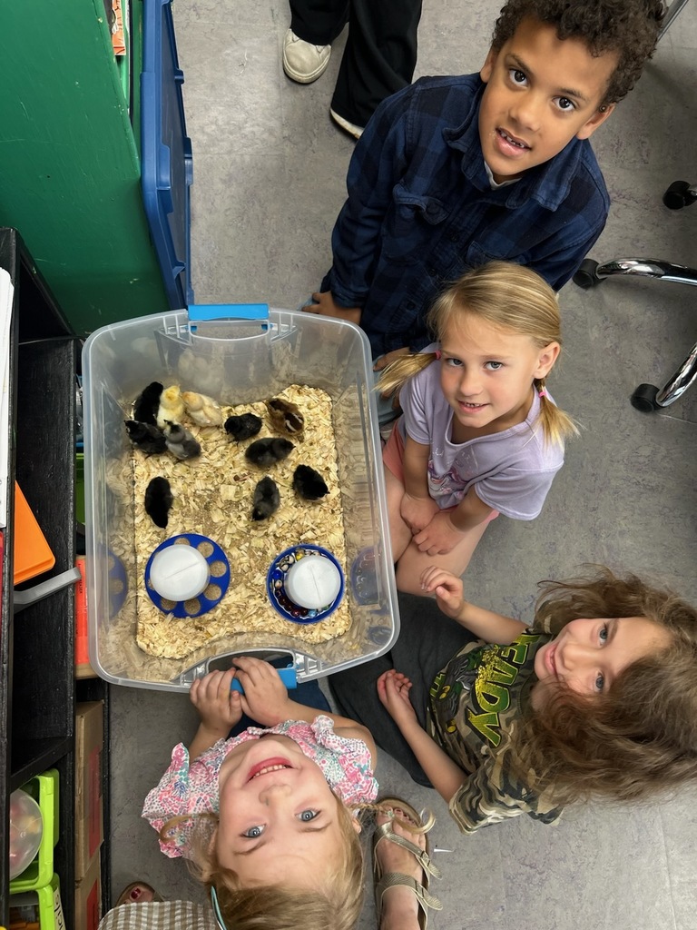 Students hovering over a bin with baby chicks inside.