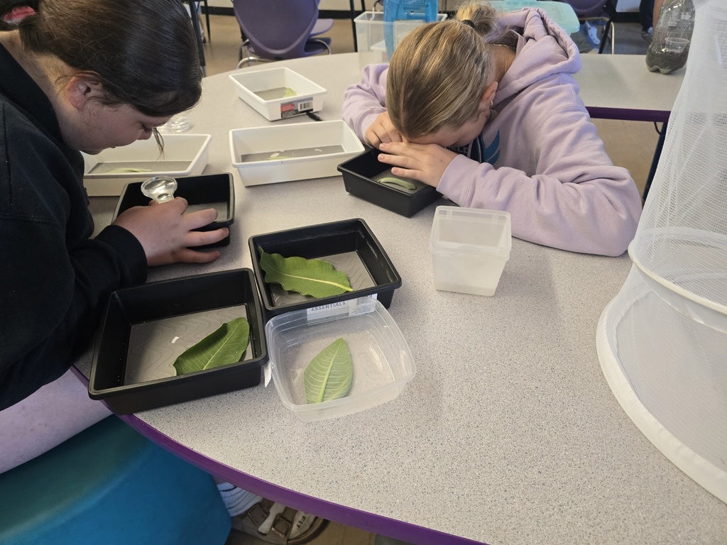 Students examine leaves using magnifying glasses.