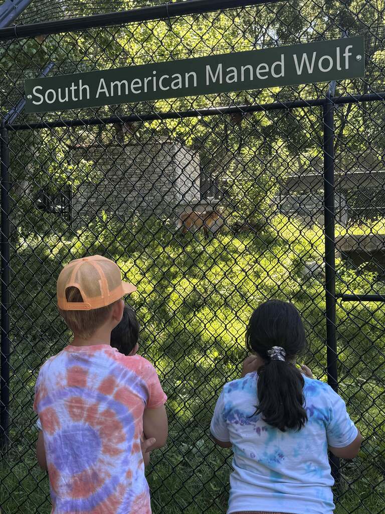 Students in tie-dye camp shirts observe a South American maned wolf through a zoo enclosure fence during a wildlife field trip.