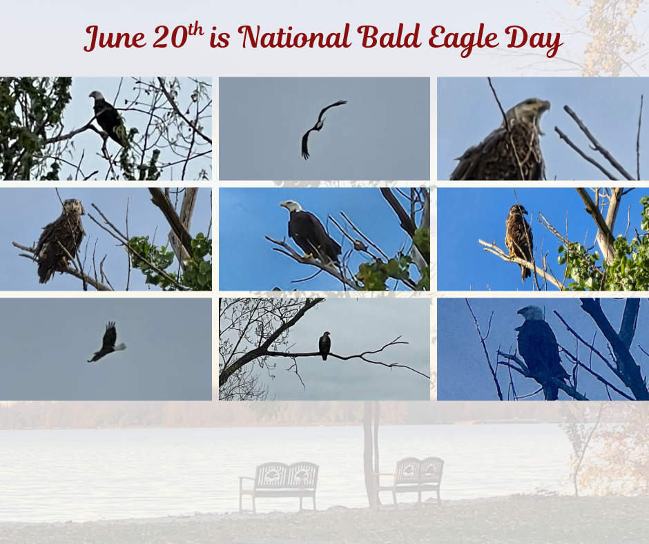 Bald Eagles at Grand Lake St Marys in Celina