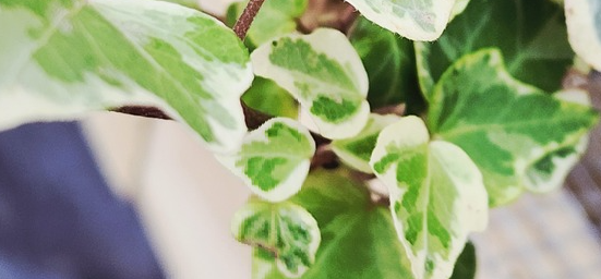 variegated ivy