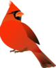 Cardinal