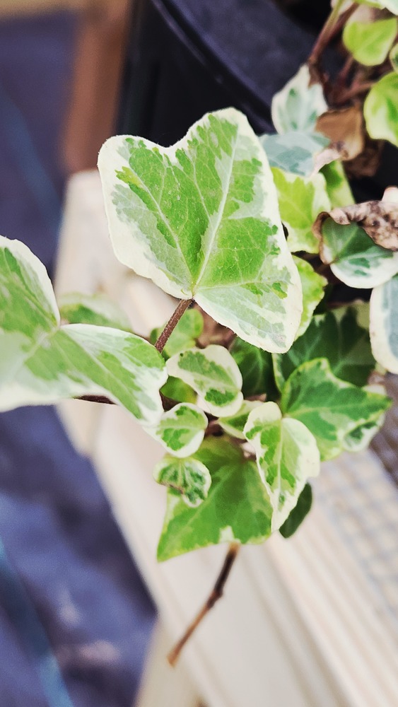 variegated ivy