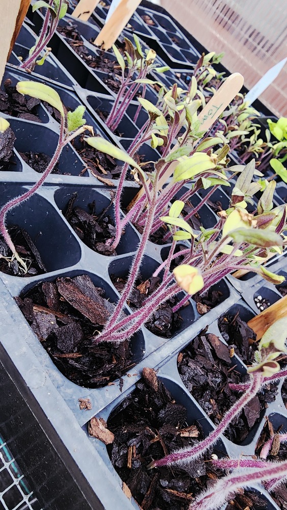 tomato plant sprouts