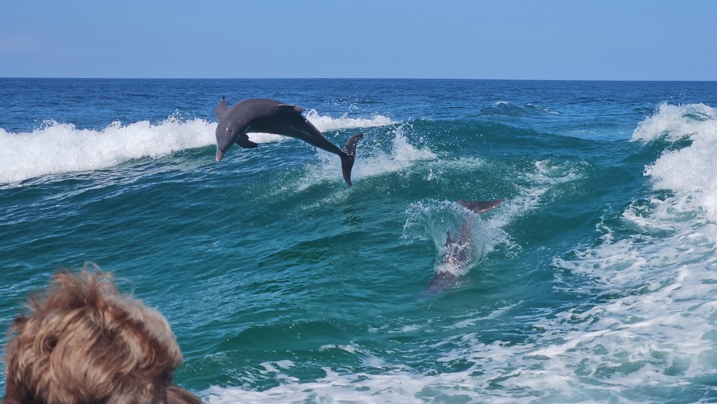 Summer spotlight: Panama City Beach and dolphins