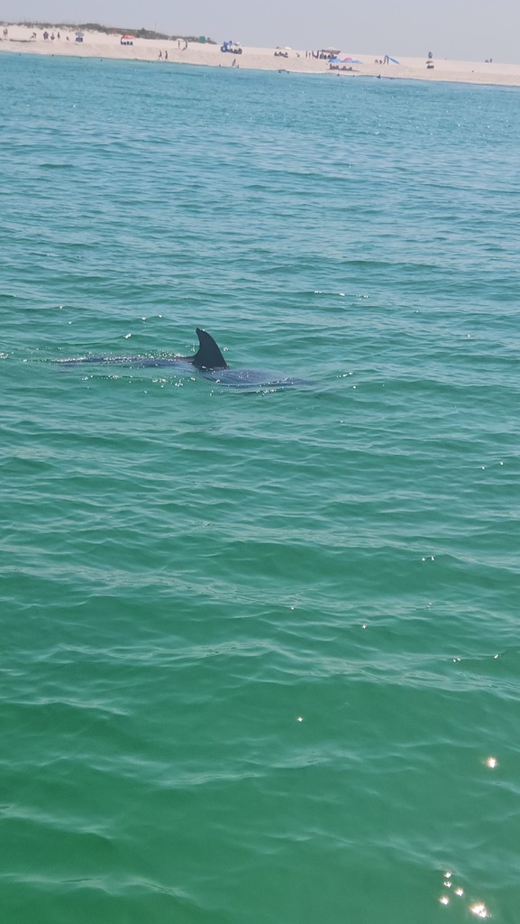 Summer spotlight: Panama City Beach and dolphins