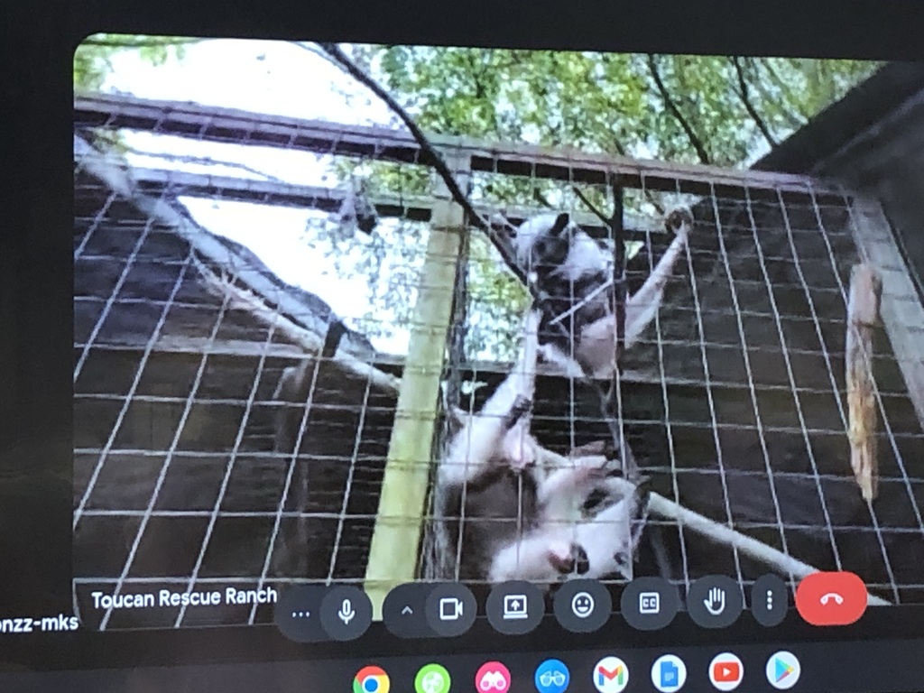 Virtual zoo