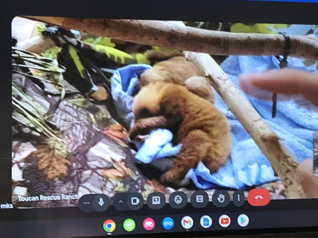 Virtual zoo