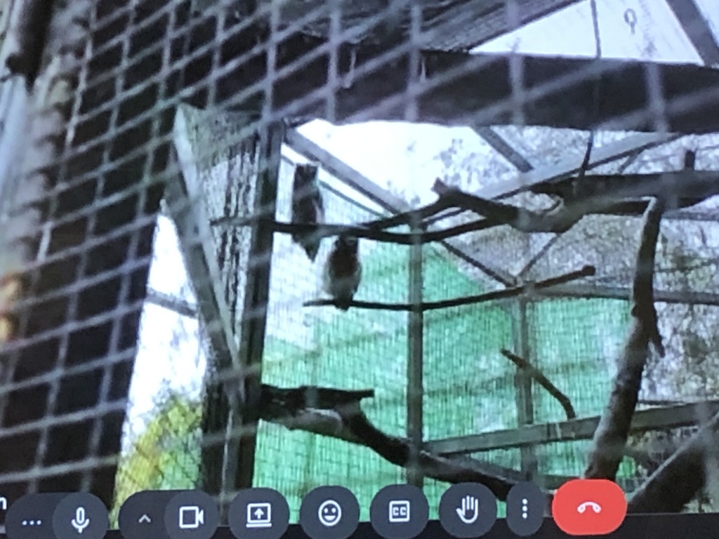 Virtual zoo