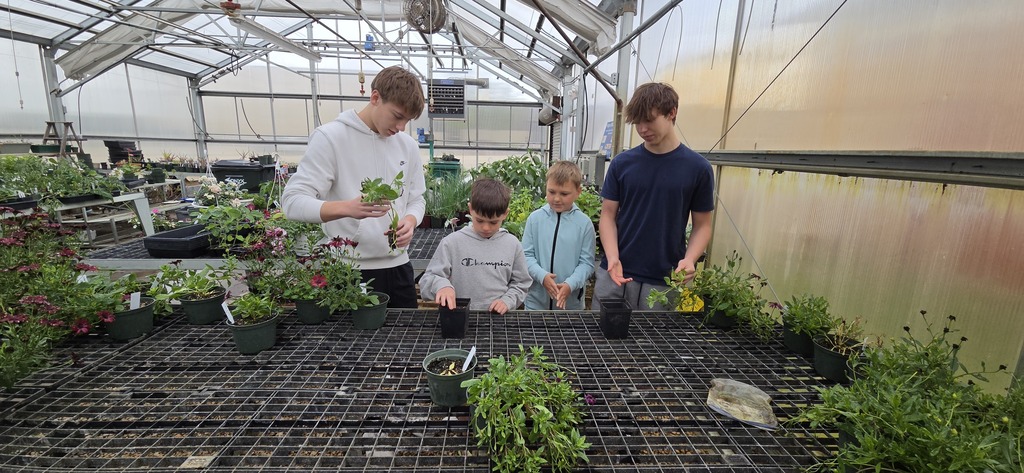 planting