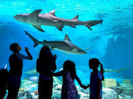 children at an aquarium 