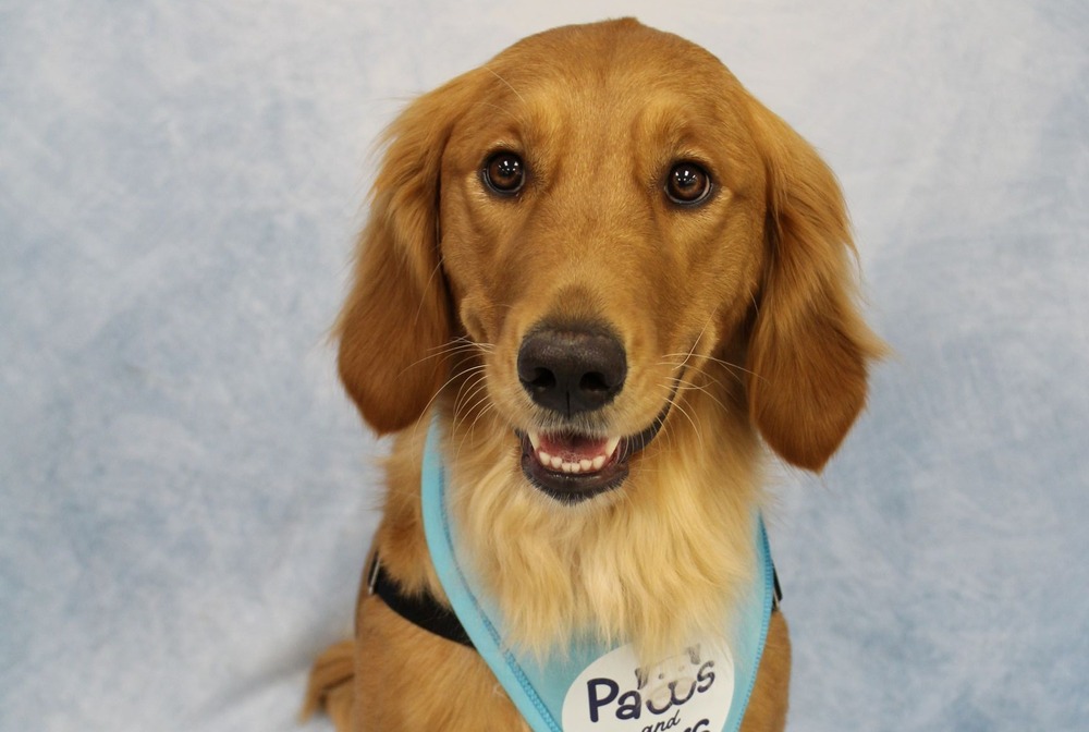 Golden retriever wearing a Paws and Peers bandana, black lead