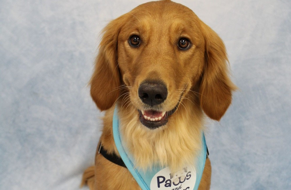 Golden retriever wearing a Paws and Peers bandana, black lead