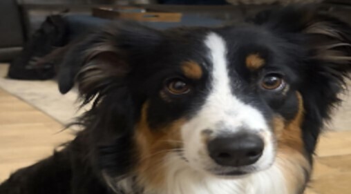 Picture of Switch - Crismon Therapy Dog