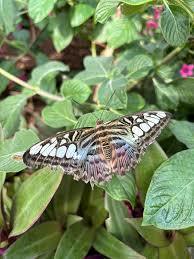 Butterfly on a green leaf