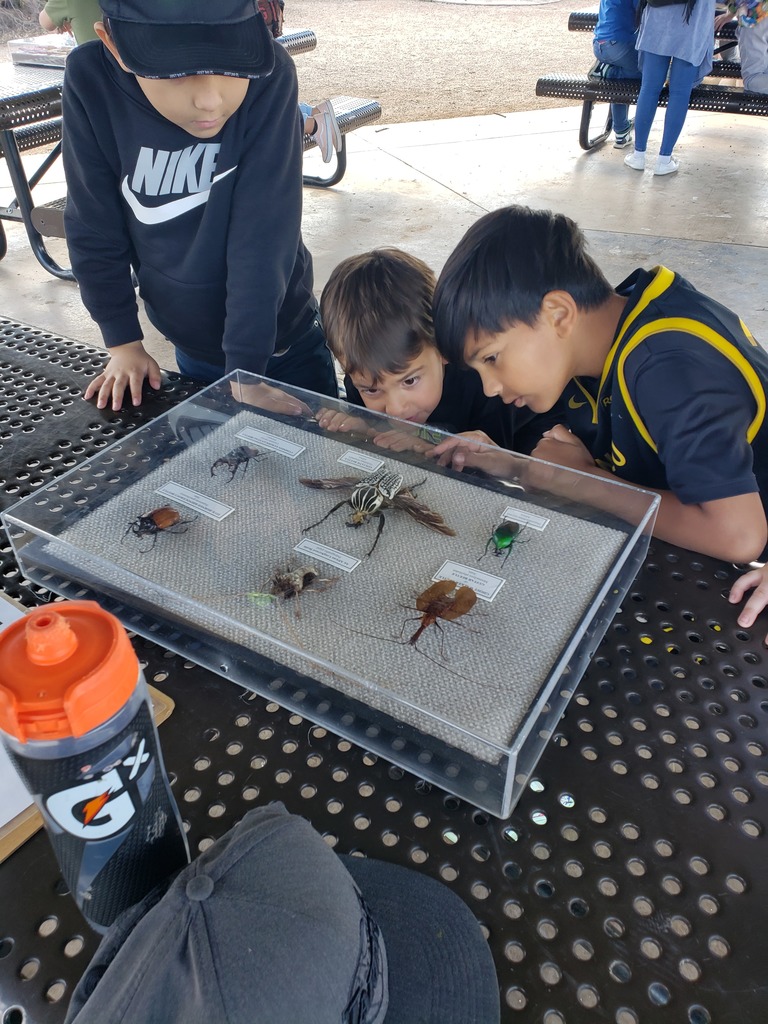 children looking at bugs in a display case