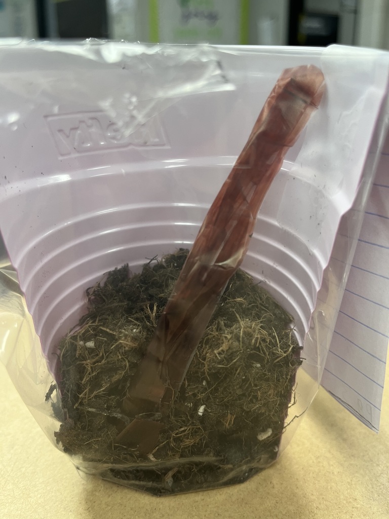  Environmental Studies 