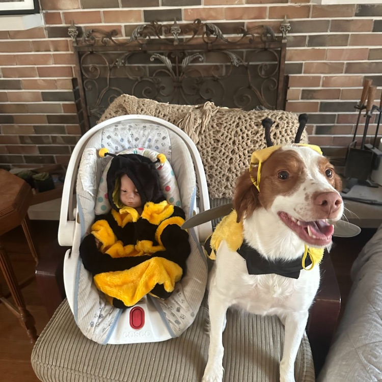 Bumblebee and friends