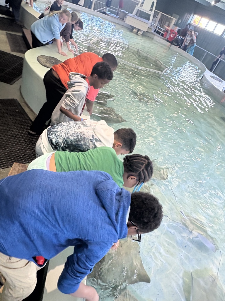Stingrays