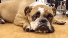 Sad Bulldog Missed Parent Orientation