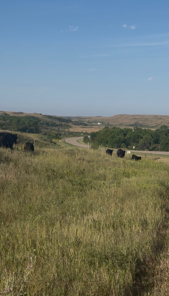 cows outside fencing in the grass next to the road