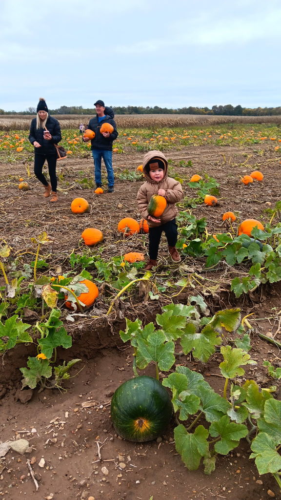 pumpkin patch