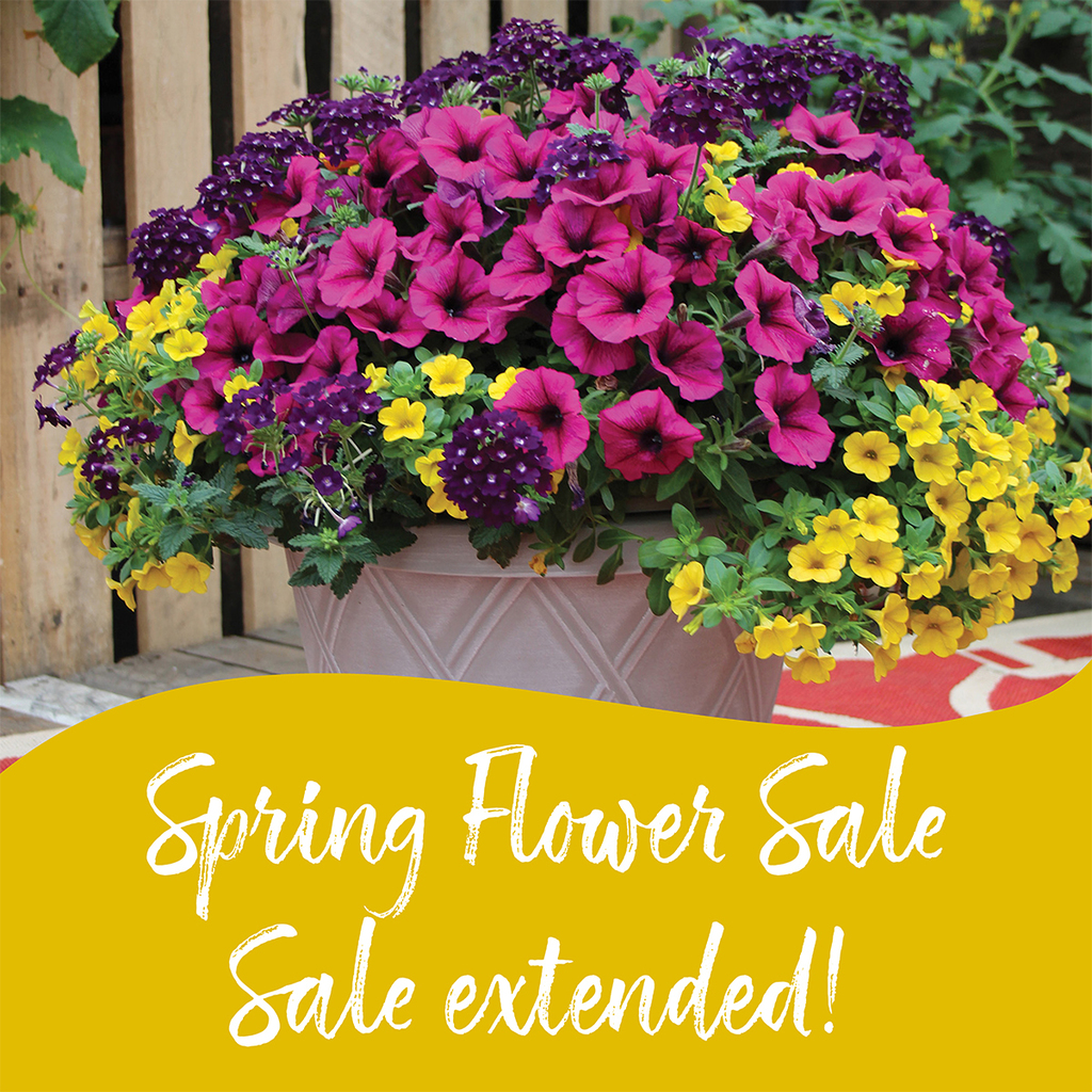A pot of vibrant spring flowers with pink, purple, and yellow blooms stands on a porch. A yellow banner displays the text "Spring Flower Sale Sale extended!".