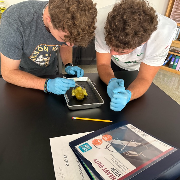 two boys wearing blue gloves and practicing with dissection tools