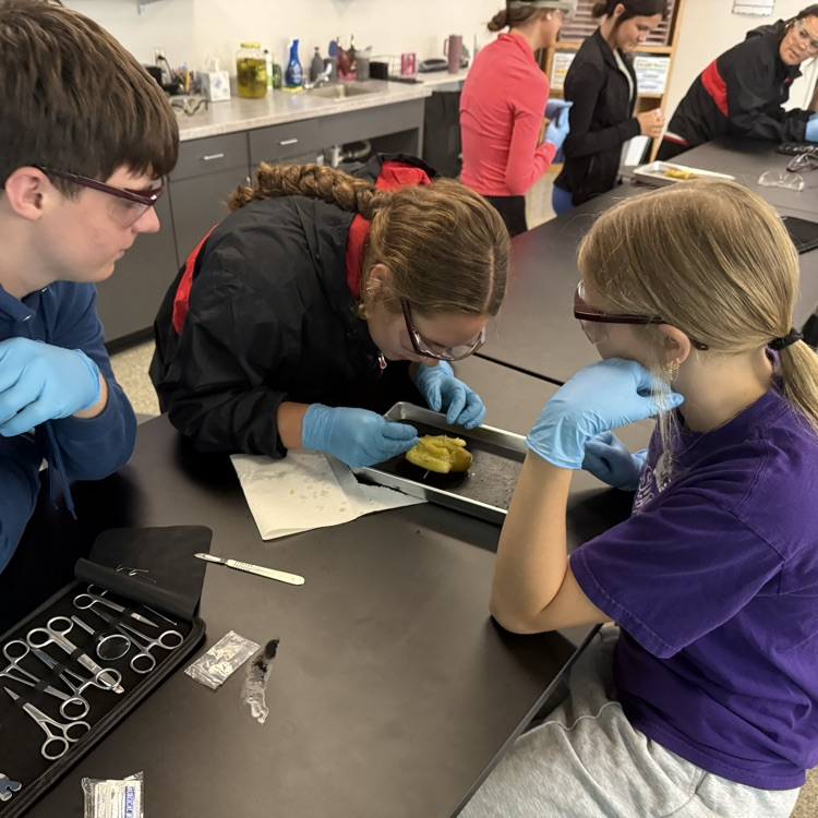 3 students in foreground and 3 students in background practicing dissection tool use