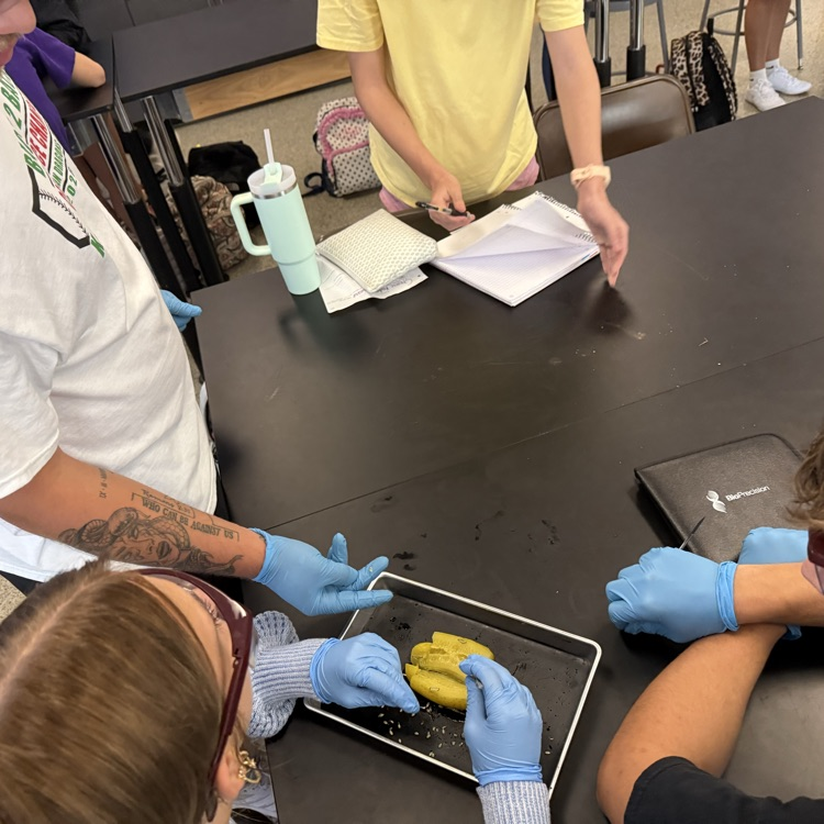 students completing dissection of a pickle