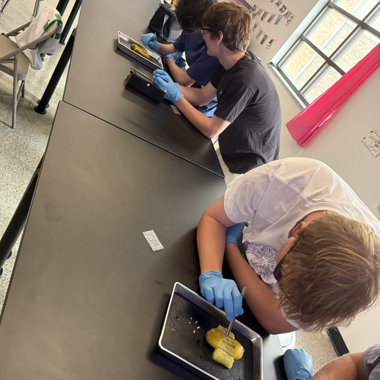 2 groups of students completing pickle dissection