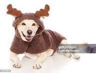 reindeer dog