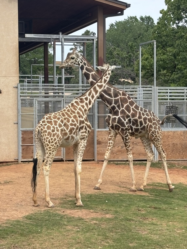 2026 zoo trip, pictures of kids and teachers.