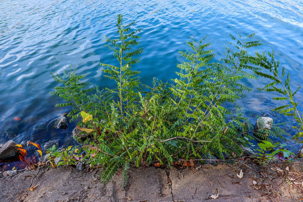 Ohio River water and greenery