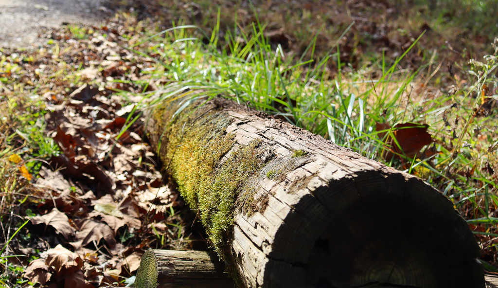log with moss and grass