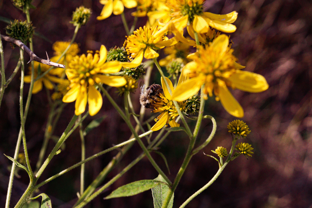 Flowers and honey bee