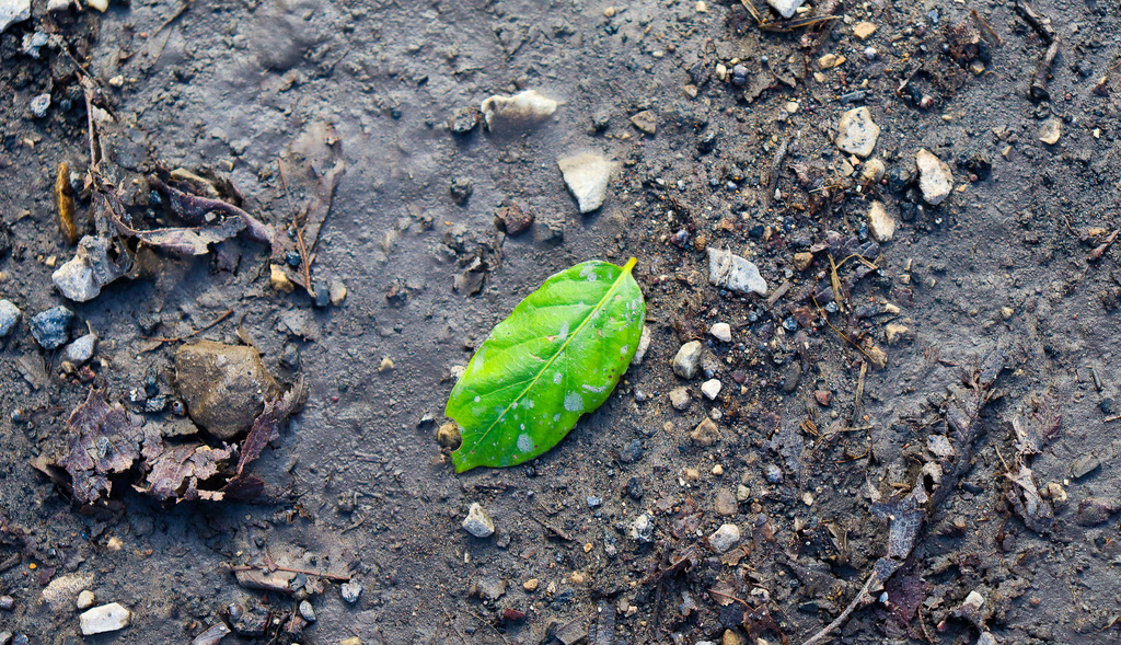 green leaf