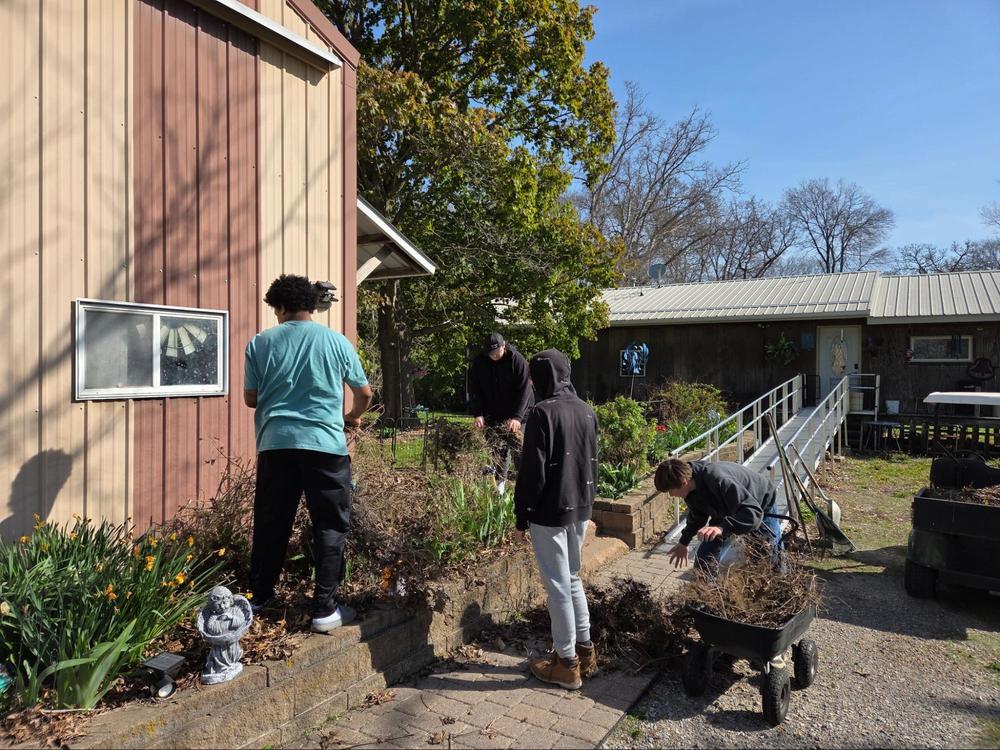 Students removing dead shrubbery along the edge of a building together and loading it into a wheel barrow