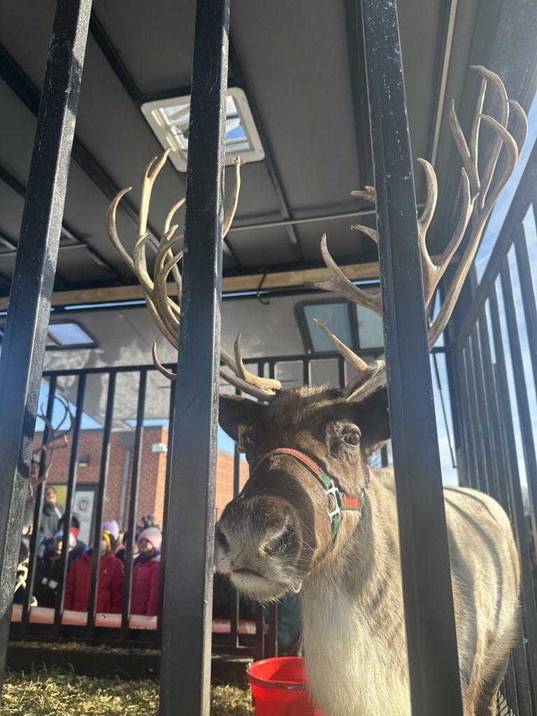 Reindeer