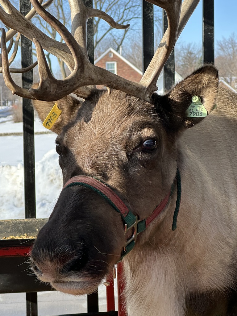 Reindeer