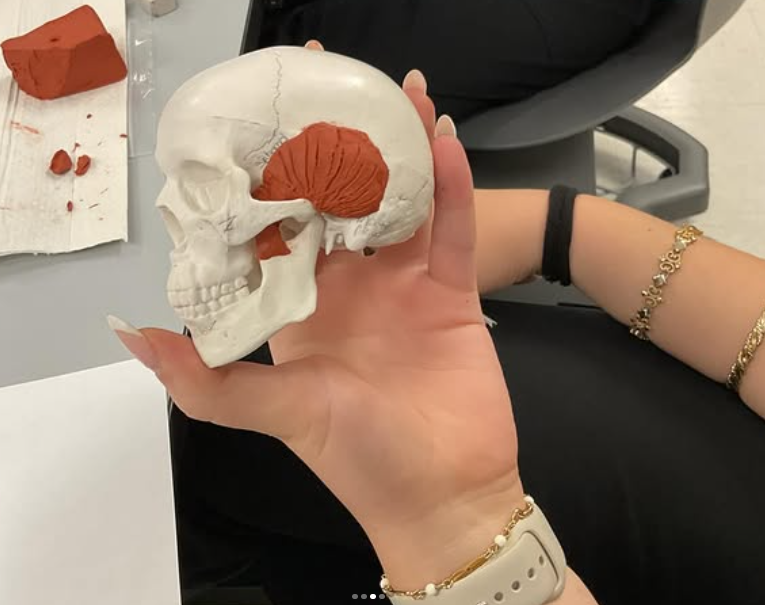 Picture of miniature skull in someones hand.