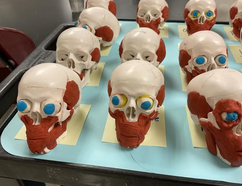 A tray of miniature head and skulls