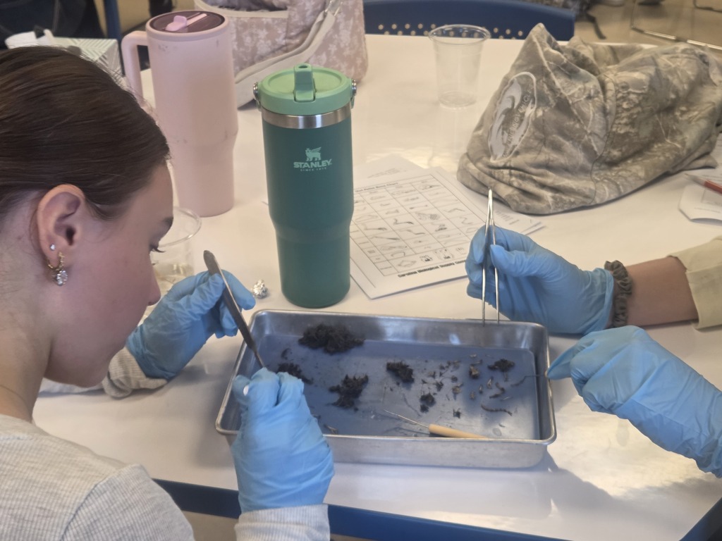 Owl pellet dissection