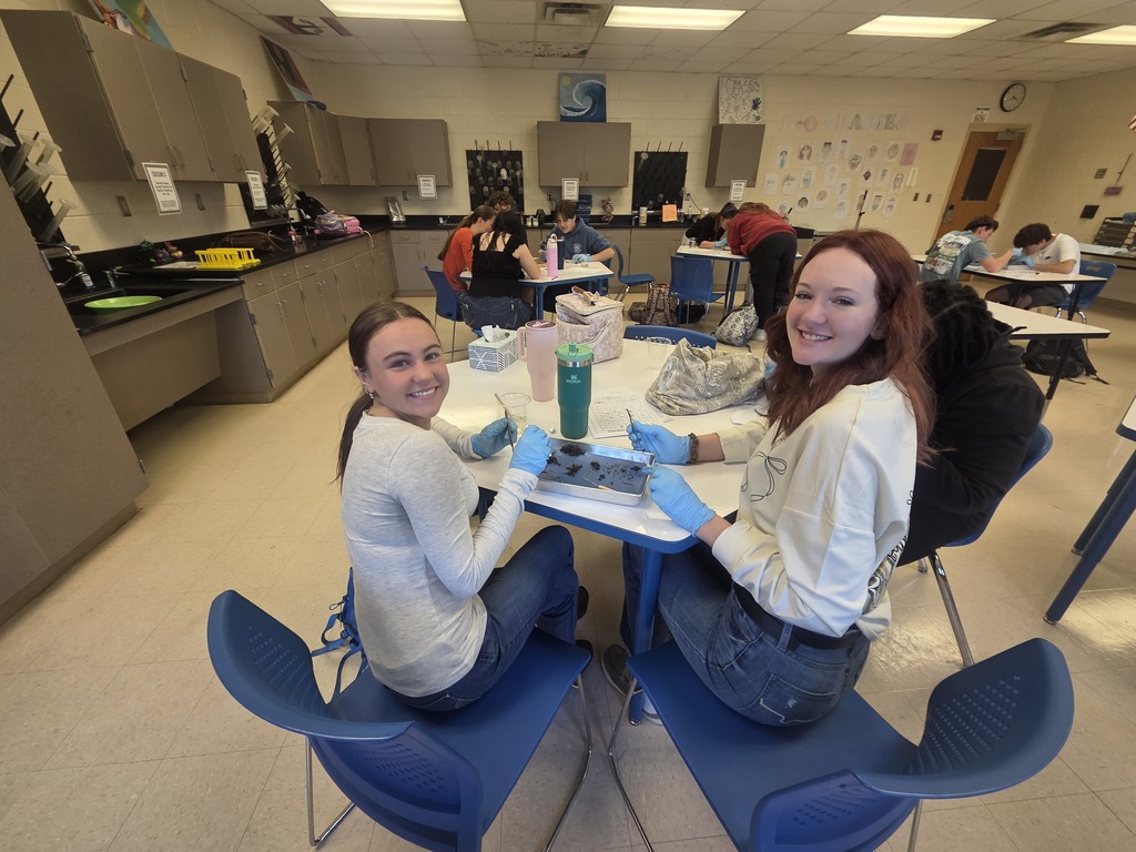 Owl pellet dissection