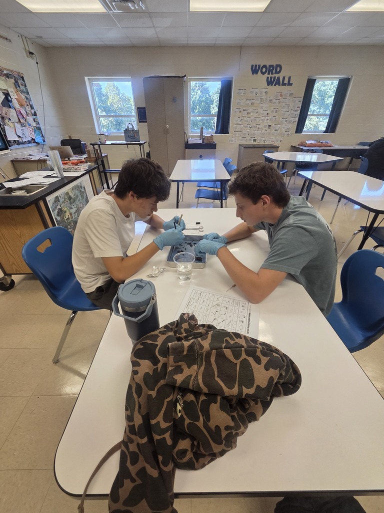 Owl pellet dissection