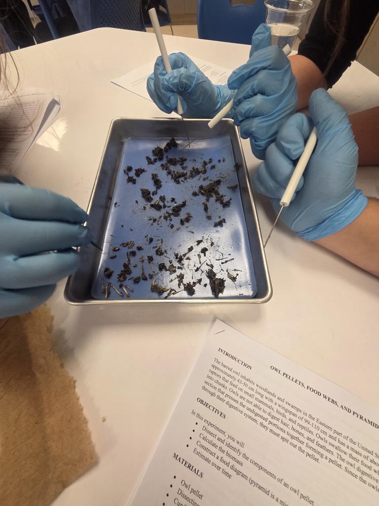 Owl pellet dissection