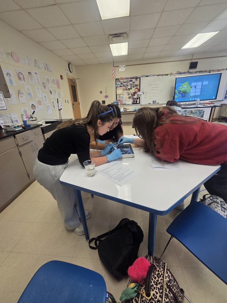 Owl pellet dissection