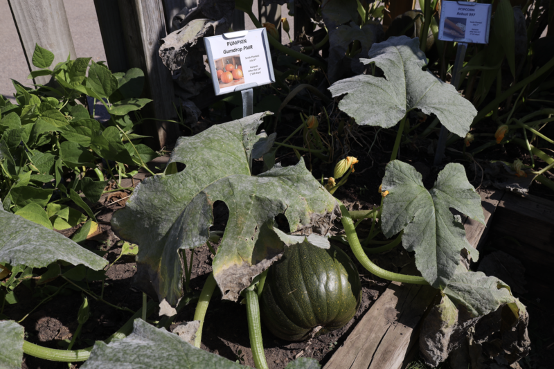 Pumpkins in the garden at Elm Lawn Elementary School